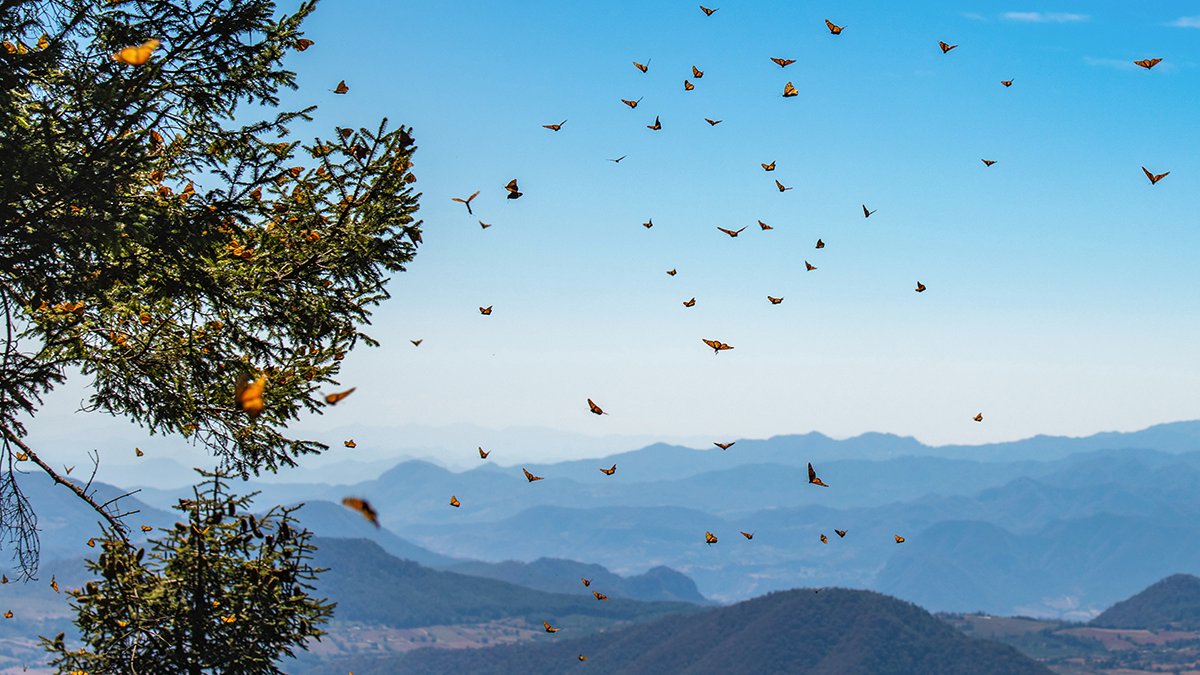 Monarch butterflies in flight