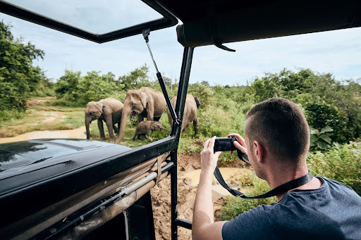 Man in a vehicle photographing elephants in the wild